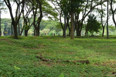 Cennetin ağacı yeşil yapraklarla bezenmiştir.