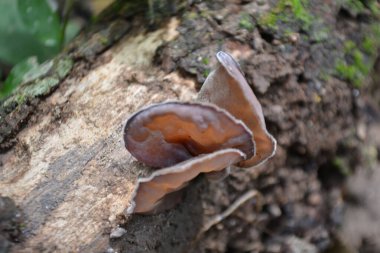 Ormandaki mantarlar. Ormandaki mantarlar.
