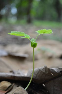 Bahçede yetişen yeşil bitki
