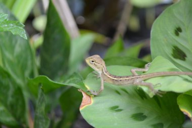 yakın plan - kertenkele (lacerta agerta )