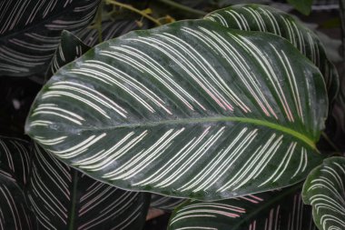 Güzel tropikal canavar yaprakları, yaklaşın.