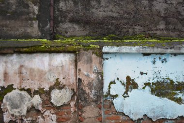 Yosun kaplı eski beton duvar. Eski grunge duvarı.