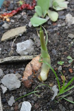 Genç bir salyangozun yakın çekimi.