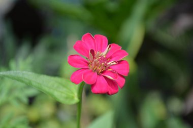 Bahçedeki güzel çiçekler