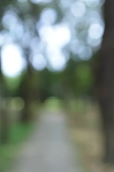 Sonbahar orman arka plan bulanık.