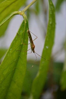 Vahşi doğada böceğe yakın çekim