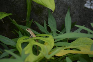Ağaçta yeşil yaprak