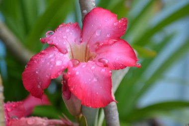 Bahçedeki güzel çiçekler