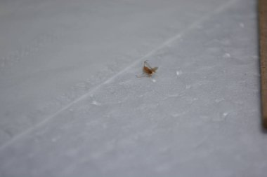 Beyaz bir yüzeyde beyaz bir kelebeğin yakın plan çekimi.