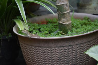 Bahçedeki yeşil bir bitkiyi kapat.