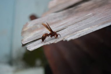 Tahta yüzeyde kırmızı karınca.