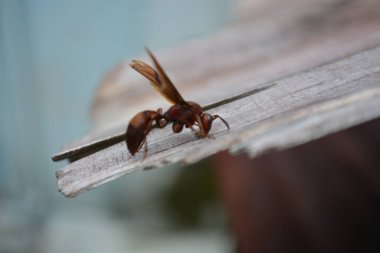 Çatıdaki kırmızı karınca.