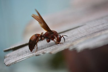 Beyaz arkaplanda karıncayı kapat