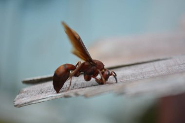 Kırmızı karıncayı kapat.