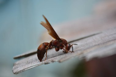 Ahşap arka planda kırmızı sinek.