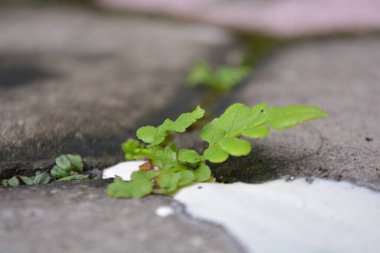 Toprakta büyüyen beyaz ve siyah çiçeğin seçici odak noktası.