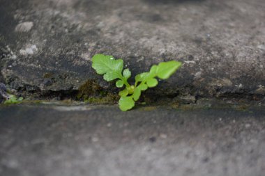 Taş zeminde büyüyen yeşil bitki