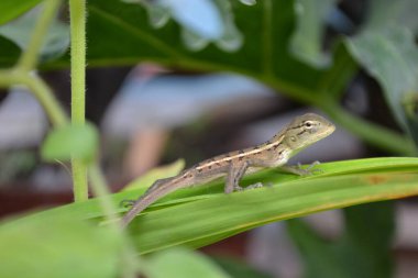 kertenkele yaprak üzerinde