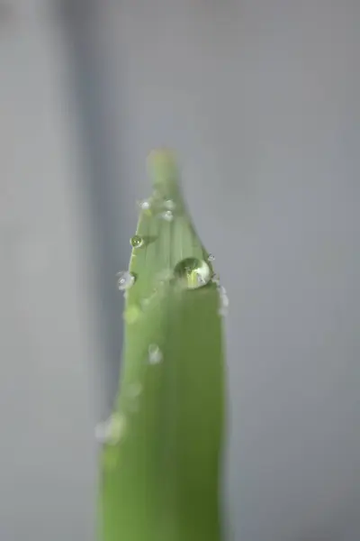 Yağmurdan sonra bir yaprağın üzerine su damlıyor.