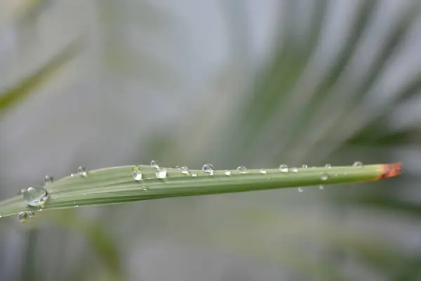 Yeşil yaprak ve su damlaları