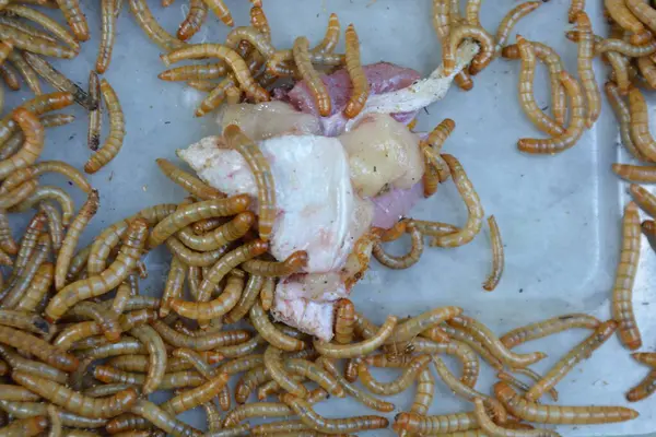 Bir sürü taze böceğe yakın dur.