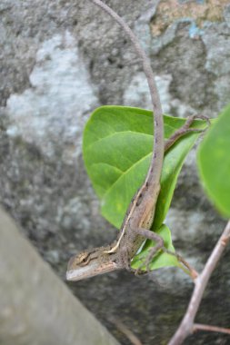 Ağaçtaki yeşil kertenkele