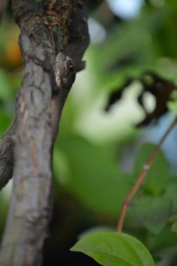 Bir kuşun yakın plan çekimi.