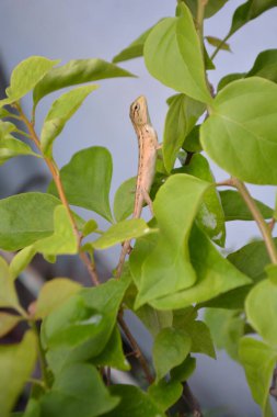 yeşil yapraklar, bitkiler ve yapraklar