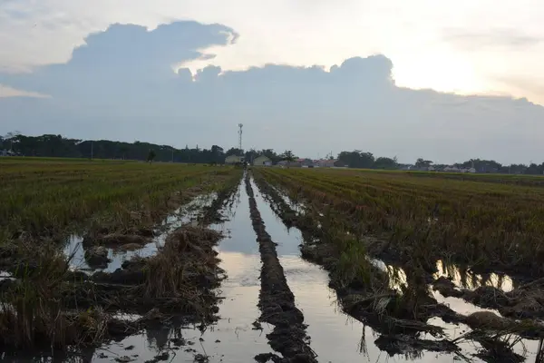 Sabah mevsiminde gün batımından sonra pirinç tarlaları,
