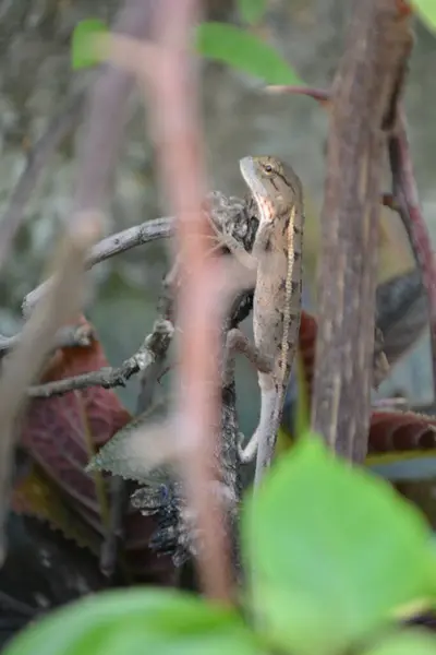 Bir kertenkelenin kütükteki yakın çekimi.