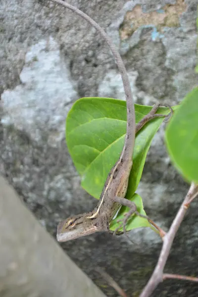 Yeşil yapraklı kertenkele