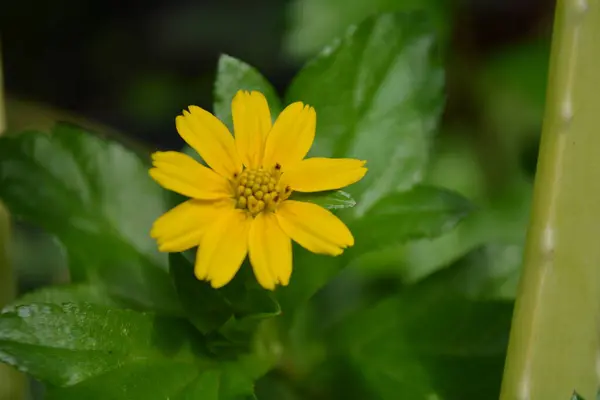 Bahçedeki sarı çiçek