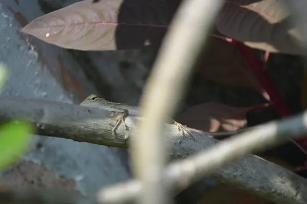 Ormandaki bir kurbağaya yakın çekim.