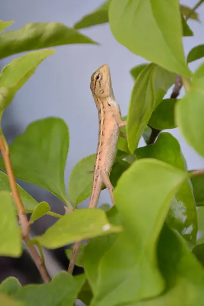 Yeşil ağaçta oturan kertenkele.