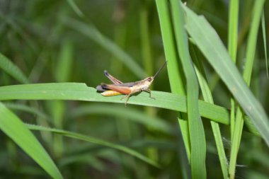Yeşil bir bitki bir kelebeği.
