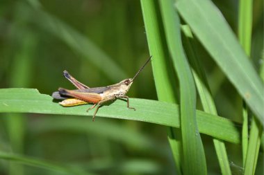 Böceğe yakın, vahşi vahşilik konsepti