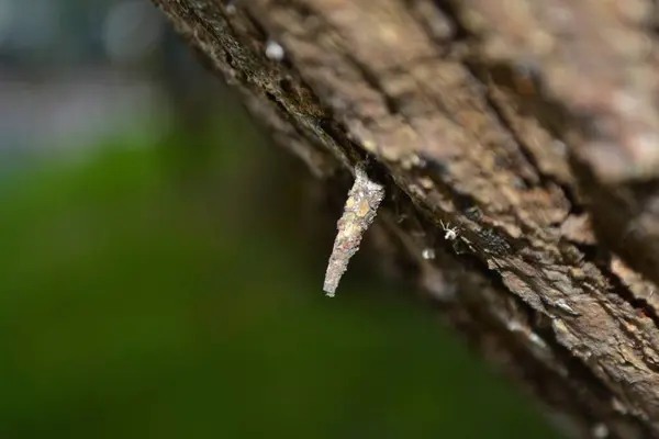 Bir ağaç kabuğuna yakın.