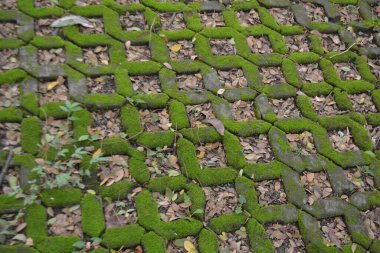 Yerde yeşil yosun kaplı taşlar.