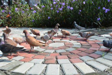 Parkın güzel manzarası