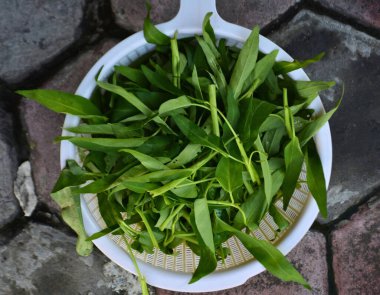 Bahçedeki bitkinin yeşil yaprakları.