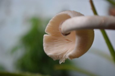 Güzel beyaz çiçeklerin yakın görüntüsü