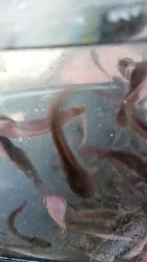 Akvaryumda birlikte yüzen balıklar. 