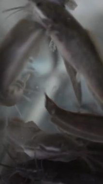 Sudaki bir balığın yakın plan fotoğrafı.