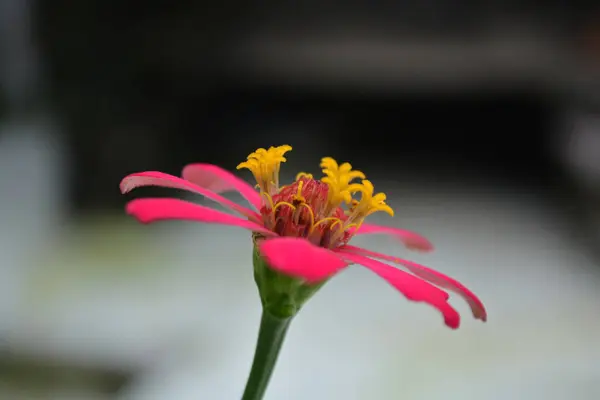 Bahçedeki güzel çiçekler