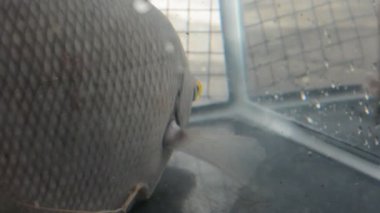 Kafeste balık var..