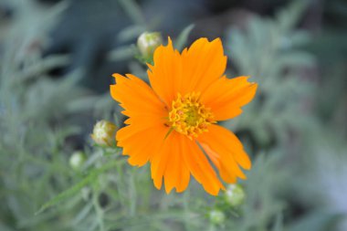 Bahçedeki güzel çiçekler