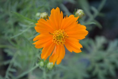 Bahçedeki güzel çiçekler