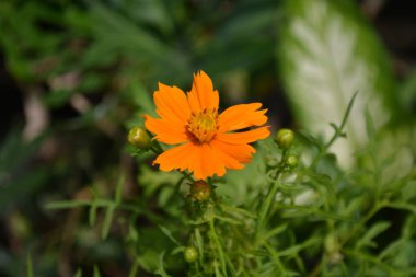 Bahçedeki portakal çiçekleri