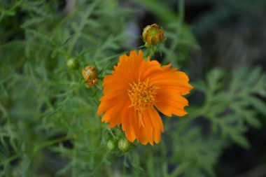 Güzel çiçeklerin manzarası, yaz konsepti.