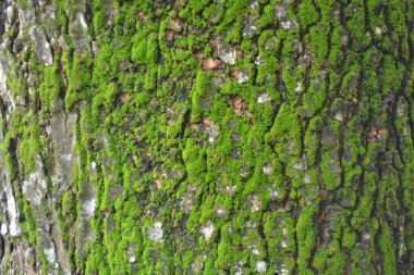 ağaç kabuğu dokusu arkaplanı.